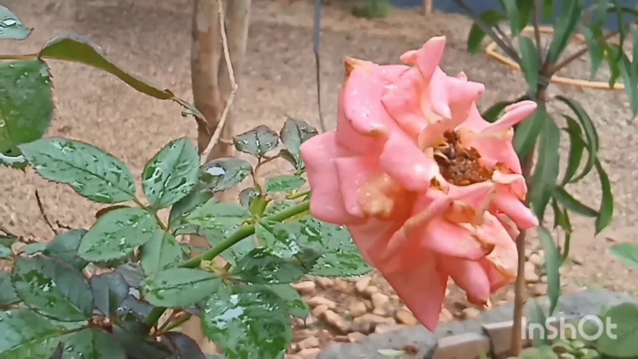 How to cut dead rose malayalam easy tips to grow rose plant in one