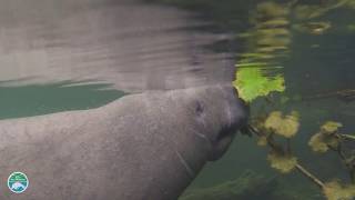 What is the difference between a Manatee and a Dugong?