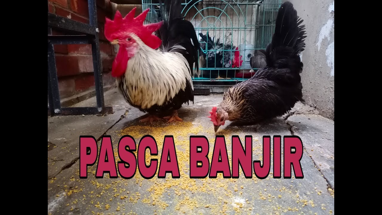 KOLEKSI AYAM KATE 