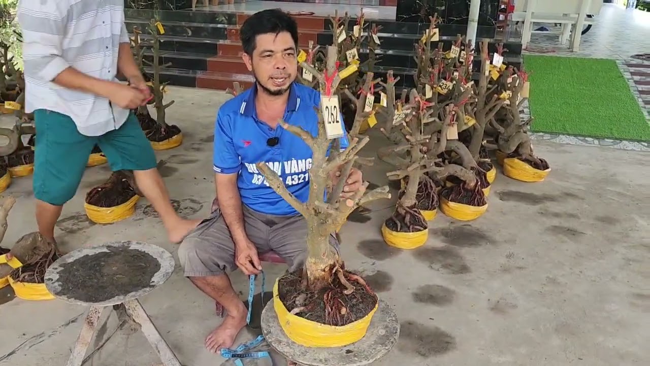 6/3  a Duy 0384834321 Phôi mai giảo bonsai đế đẹp giá rẻ
