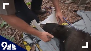 CPW frees bear with chicken feeder stuck on its head