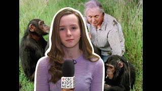 Jane Goodall on spending her life with chimpanzees I CBC Kids News