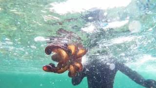 Pesca submarina Palamos Mayo 2016 Gopro Hero 3+