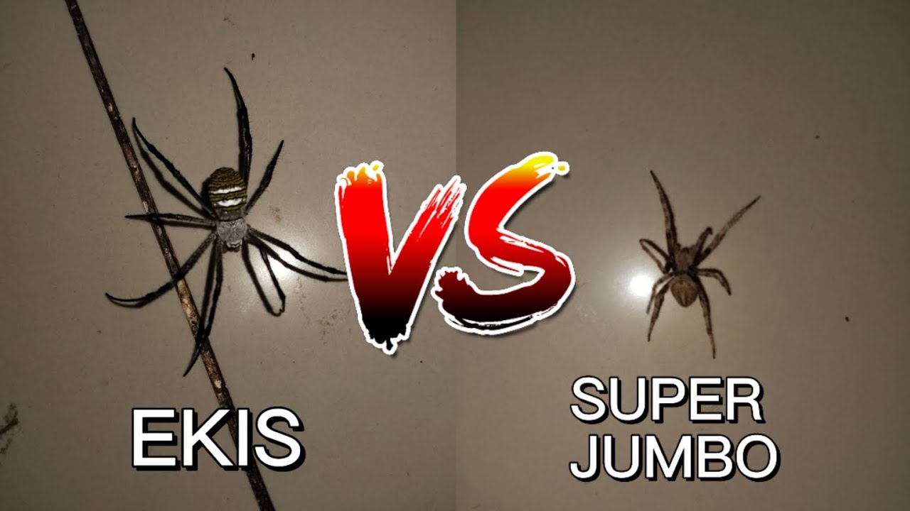 EKIS VS SUPER JUMBO TIGRE! Gagambattle