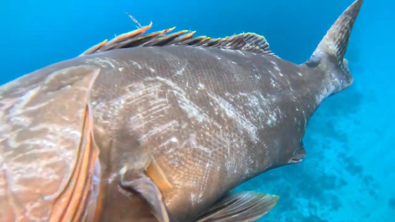 HEAVY RAINFALL AND STRONG CURRENT BRING IN DIFFERENT SPECIES OF FISH GIANT BLACK GROUPER  CATCH 