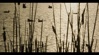 Evening at Rollins screenshot 4