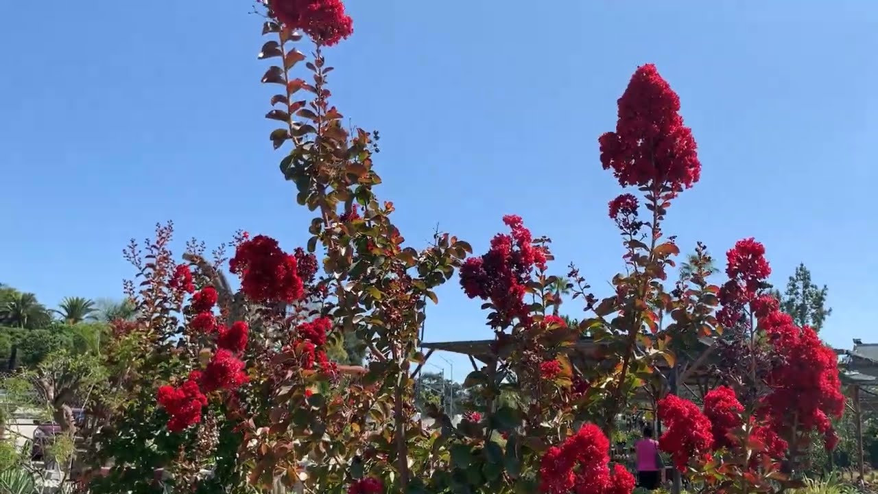 Flower Garden Lakewood Nursery 2020 Gardening Chronicle