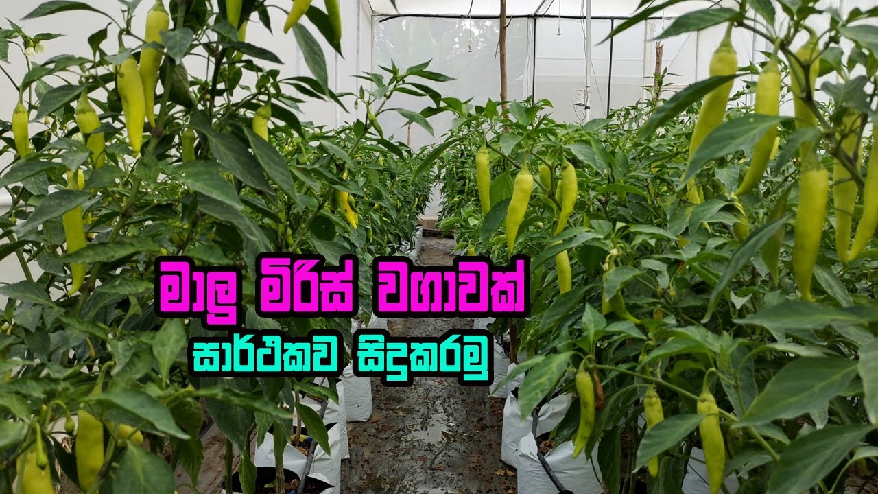 සාර්ථක මාළුමිරිස් වගාවකට අවශ්‍ය දැනුම | malu miris wagawa  | How to grow capsicum correctly