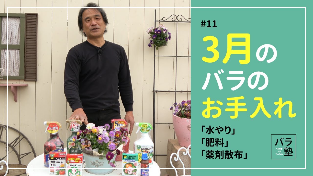 #11 3月のバラのお手入れ【バラの育て方：3月】
