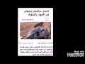 حادث لاعبين العراق ايمن حسين واحمد ابراهيم بعد قدومهم من كربلاء نجومي