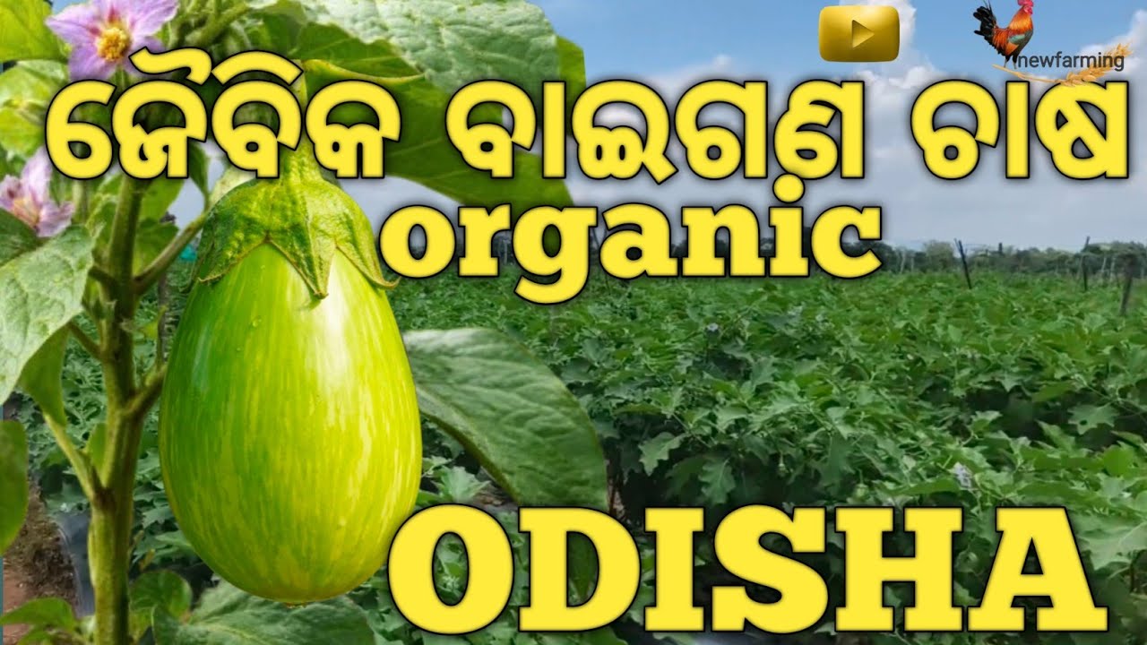Odisha Baingan Farming | Organic Medicine Full Details | High Production Organic Brinjal Chasa