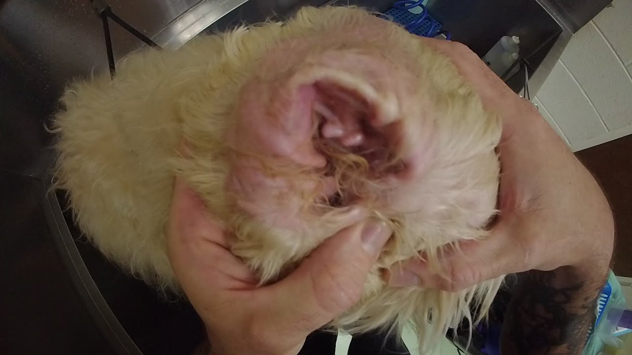 Как чистить уши лабрадуделя (руководство по уходу)