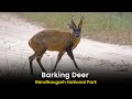 Barking Deer Alarm Call Video At Bandhavgarh National Park Barking Deer Alarm Call Video At Bandhavgarh National Park