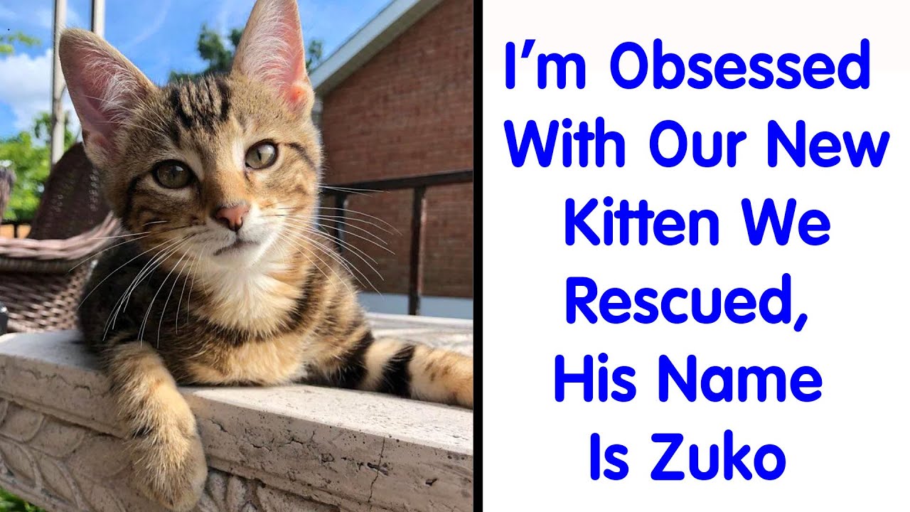 Powerful Before & After Pics Show How Rescue Can Change A Cat - Rescue Cat #3