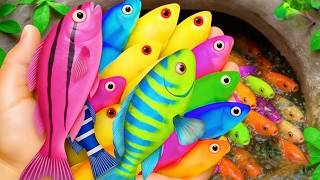 Catch beautiful aquarium fish in small pond baby turtles, eel, koi, pencil fish, nemo fish, tadpole