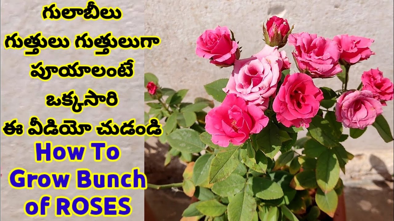 How To Grow Bunch Of Roses From Rose Plant In Telugu Tips grow rose🌹