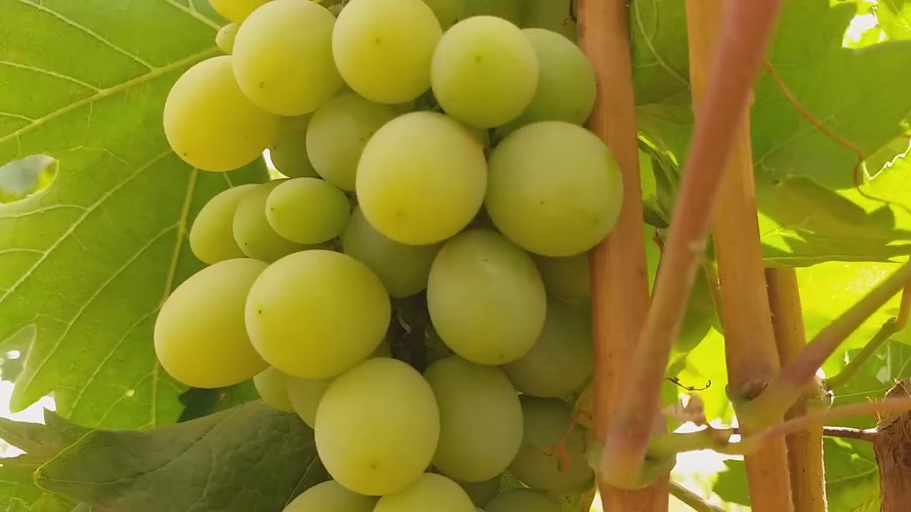 معلومات جيدة عن عنب موسكا ايطاليا good information for Mus