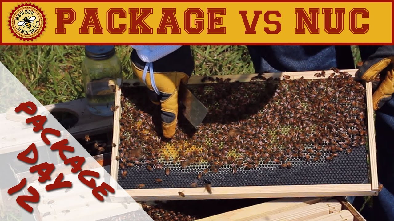 Package bees deals