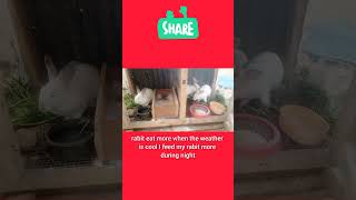 Rabit farming growth secret for beginners#livestockfarming #money
