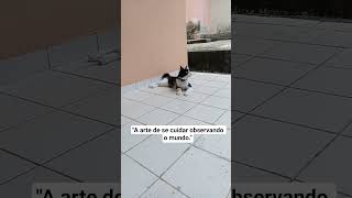 #cat #petsfofinhos #gatos #vidadegato #vidaanimal #memes #pets #gatosfofinhos #viral