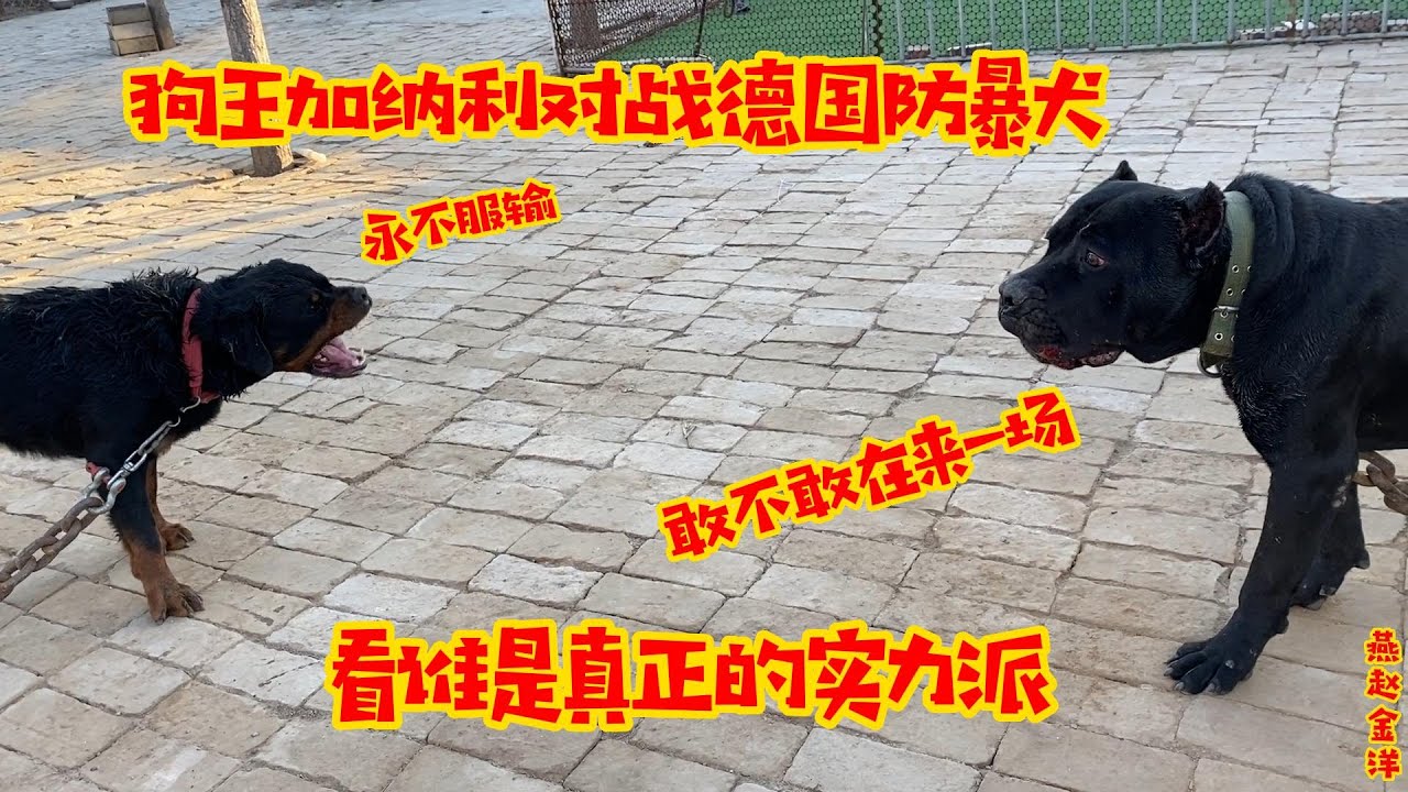 狗王加纳利对战德国防暴犬，过程让人心惊胆战，看谁是实力派战神