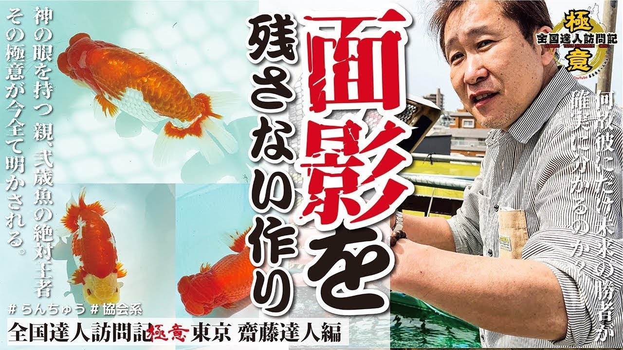 【 神回 】魚の未来が見抜ける神の目をもつ達人が想像以上に情熱的だった！ 前編　 #らんちゅう #金魚 #goldfish #善魚ちゃんねる
