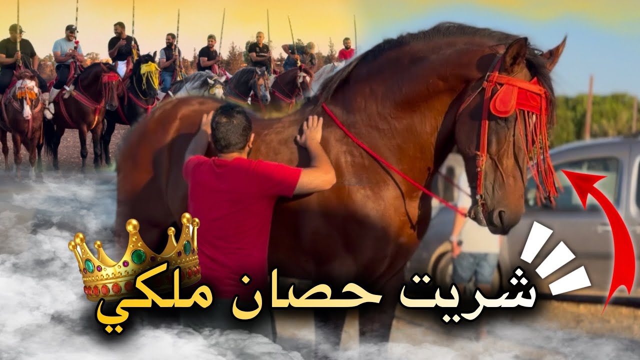 🚨Я купил королевского коня, о котором мечтал бы любой барди 🥇И мы встретили его самым лучшим обра...