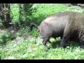 Funny buffalo dump