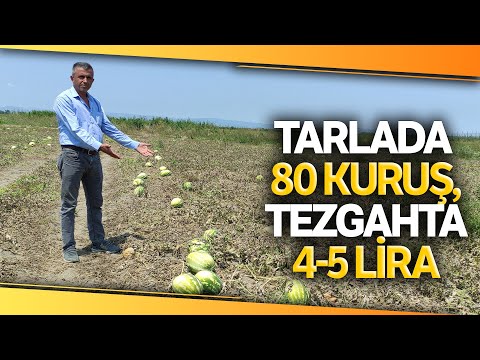 Tarlada Fiyatı 80 Kuruşa Kadar Düşen Karpuzun Pazarda Kilosu 4-5 Lira