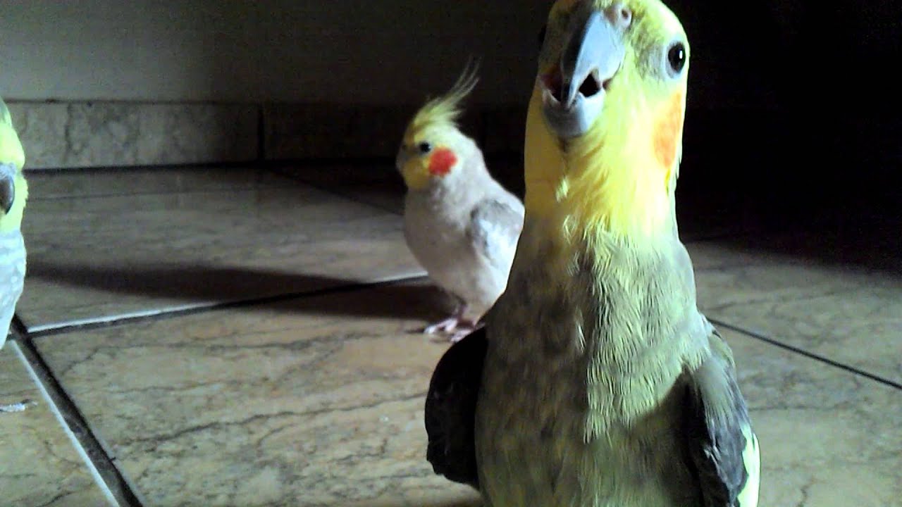 Calopsita Começa A Cantar Com Quantos Meses Como Ensinar Calopsita Assobiar Cantar Falar Youtube