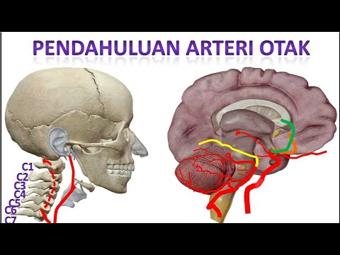 Video 35 Arteri Otak