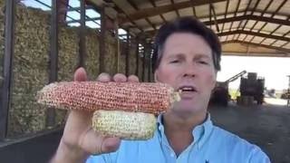 Visit to the Corn Crib to show off the 2016 crop of cobs. Phil Morgan, Corn Reporter, direct from the crib!