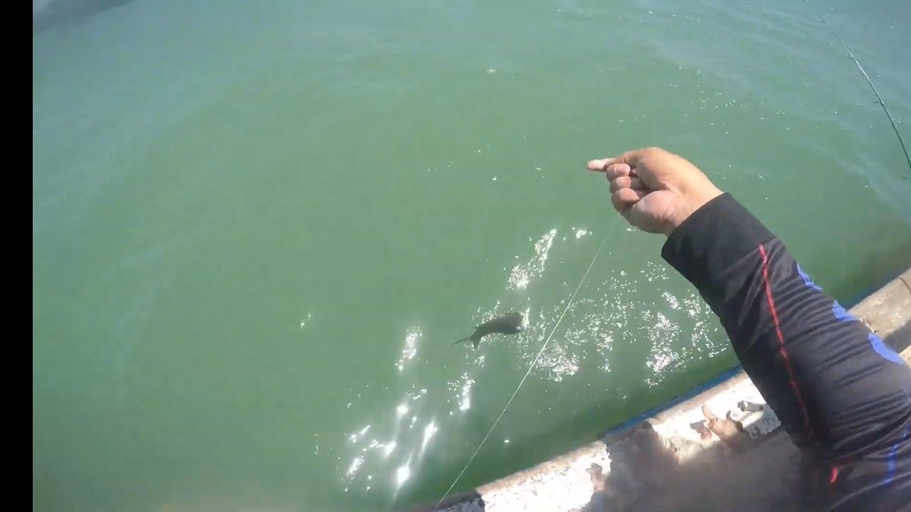 Garota Pesca Bagre Com A Mo Peixe Enorme  Pescado Com A Mo