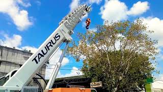 Grúa Taurus Gt6