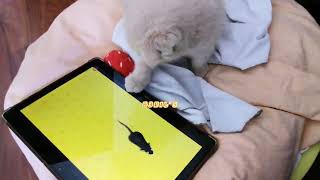 Kedime Fare Videosu Açıyorum.