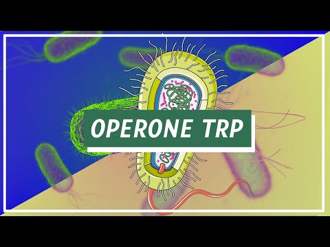 Operone Trp e attenuazione | Pillole di Scienza