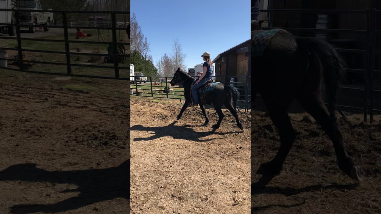 Gaited standardbred for sale YouTube