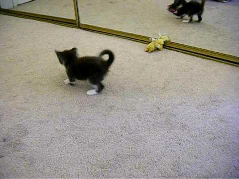 Cute Kitten Playing with Ball and then get Confused by the Mirror funny