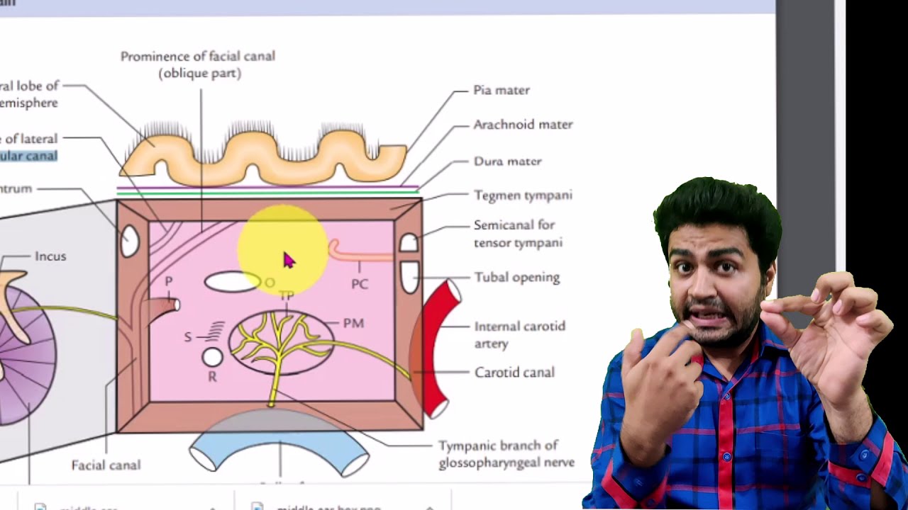 Middle Ear Diagram Box