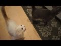 【鳴き声】ご飯おねだりの大合唱。　ロシアンブルー＆スコティッシュフォールド