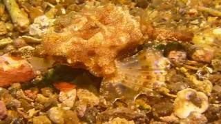 Diving the Lembeh Strait - pegasus sea moths