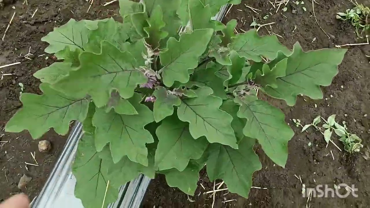 बैंगन के पौधे में तना छेतक और फल छेतक  लग गया