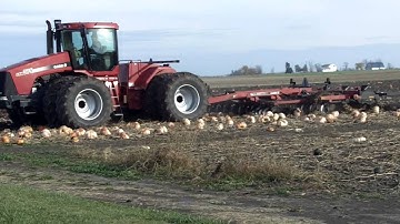 Smashing Pumpkins With a Case IH 375 and Chisel Plow