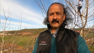 6 yaş ceviz budamasına bir örnek. (Ceviz Adam Ahmet )