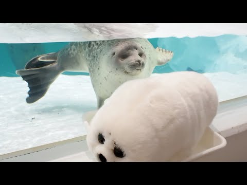 2.44kgミゾレぬいぐるみとワモンアザラシのミゾレちゃん - YouTube
