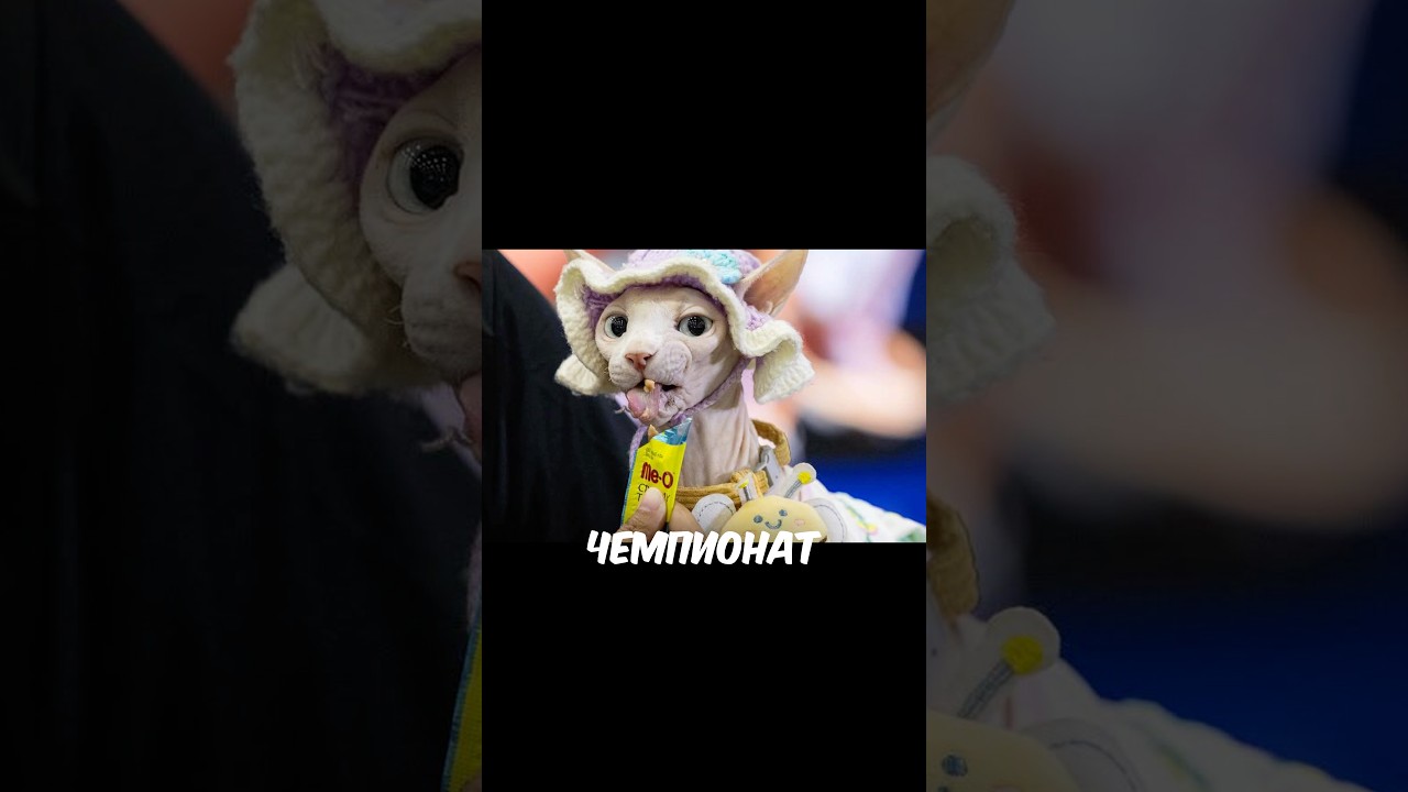 ⚡️ШОК! ЭТО БЫЛО НЕВОЗМОЖНО!