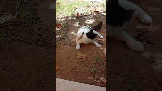 Extra Ordinary Cat cat cute funny catlover