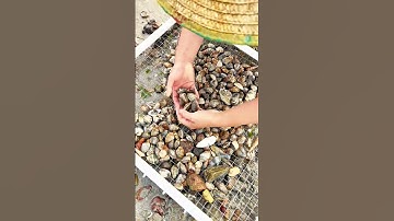 Nghề đào ngao trên bãi biển