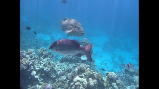 Snorkelen in het huisrif van Concorde El Salam  , maart 2024