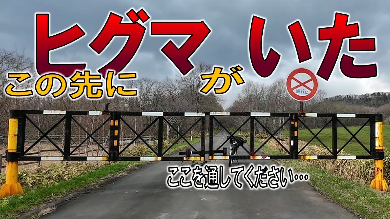【逃げるの無理】北海道の林道でヒグマに出会
